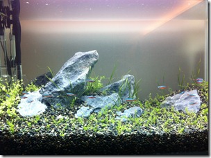 リセツト水槽のその後