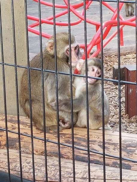 旭山動物園　今年はたくさん行きました。