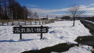 やっぱりウマ全般が好きです☆