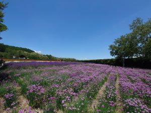 ラベンダーサク