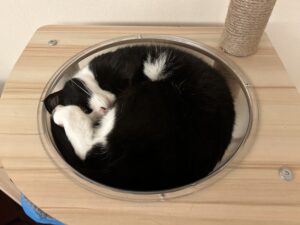 猫は液体、