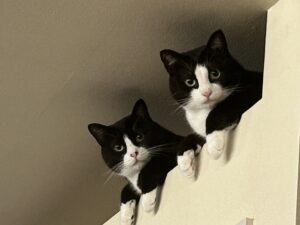 猫と間接照明