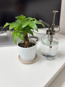 パキラと森と成長と