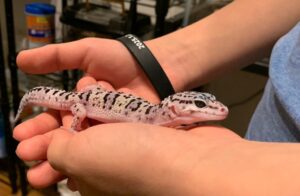 ヒョウモントカゲモドキ