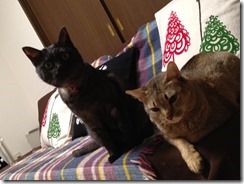 猫と暮らす。