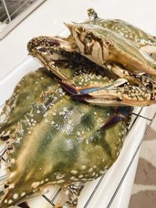 真似してみた