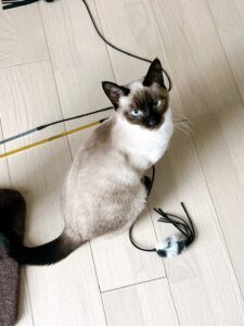 元気な猫たち…