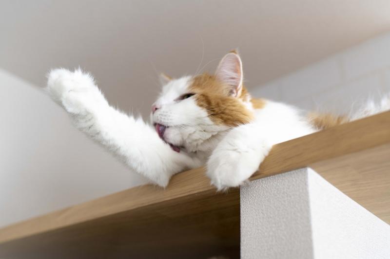 ペットスペース:キャットウォークでくつろぐ猫ちゃん①