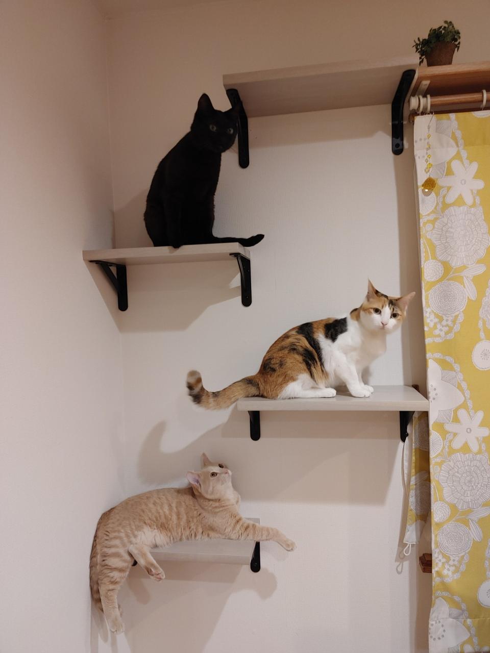 リビング、ペットスペース：人間だけでなく猫たちの住みやすさにもこだわったリフォーム