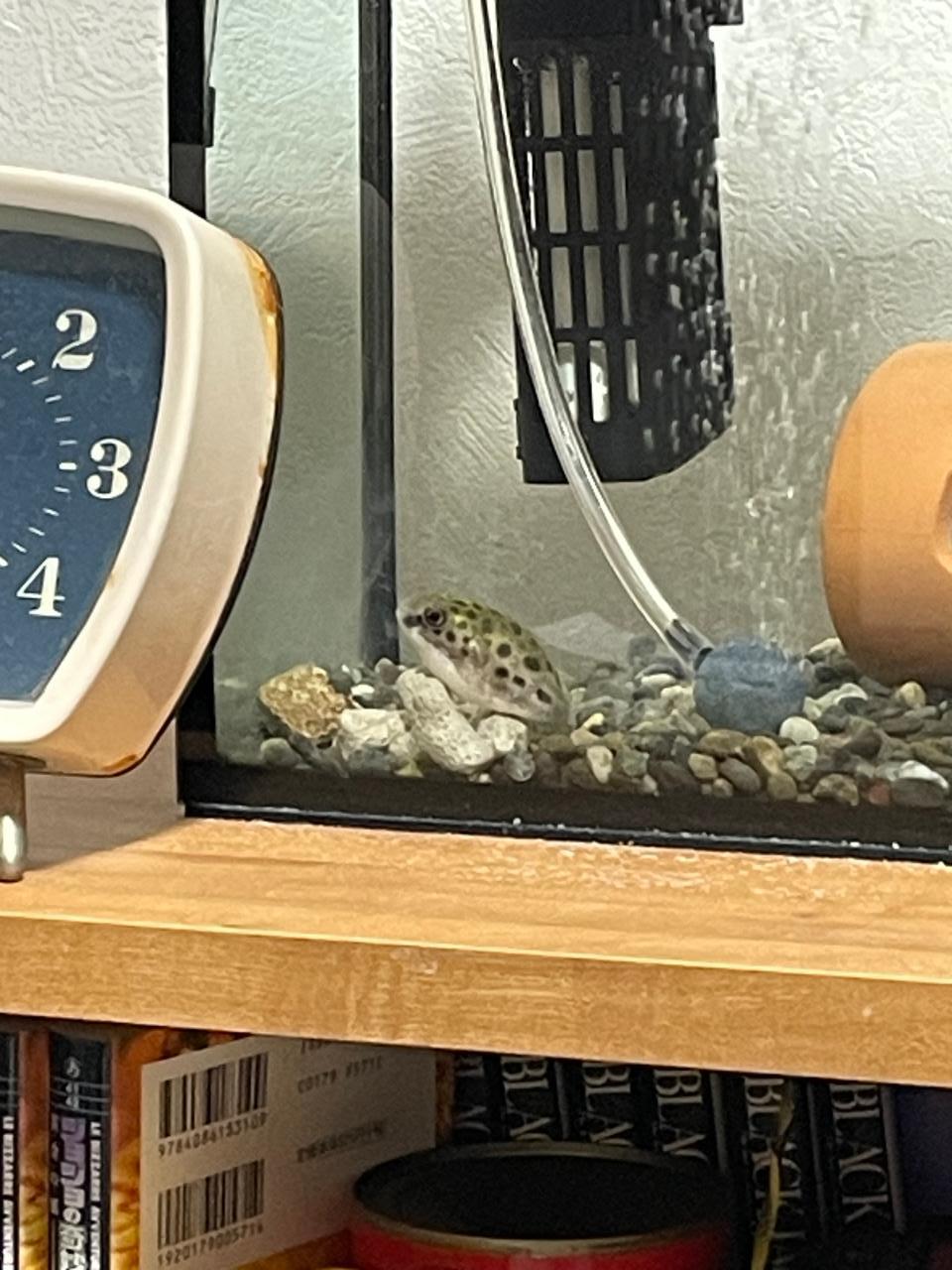 ペットのミドリフグと仲が悪い