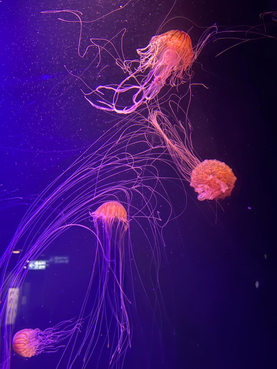 夜の水族館