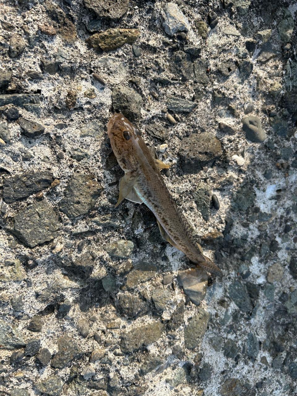 今年はフラノ！