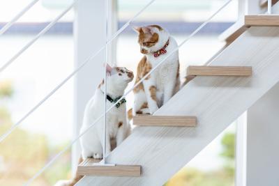 階段、ペットスペース：スケルトン階段で遊ぶ愛猫2匹