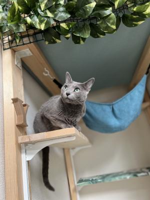 ペットスペース：猫ちゃんも大満足のおうちが完成